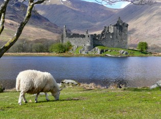 Ireland scotland wales. Шотландия ферма Гохфельд. Овцеводство в Шотландии. Великобритания хайленд. Kilchurn Castle Scotland.